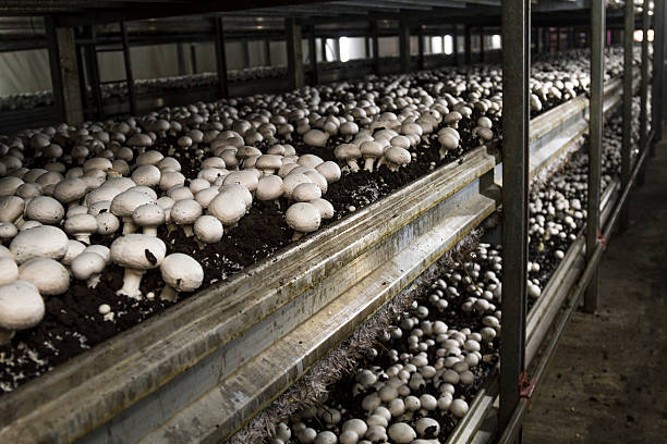 Multiple levels of mushroom beds stacked on top of each other in multiple rows in a room at one of the largest mushroom farms in Canada.